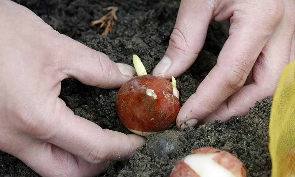 planting tulip bulbs in fertile soil
