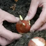 planting tulip bulbs in fertile soil