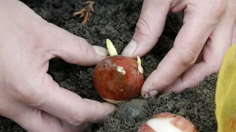 planting tulip bulbs in fertile soil