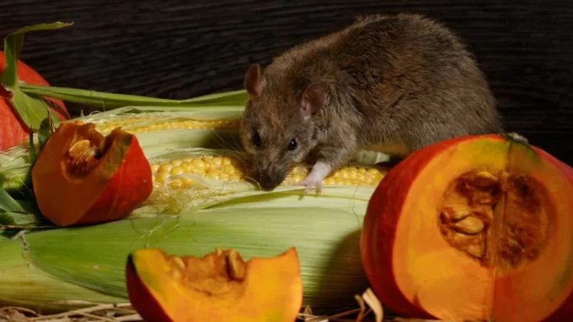 rat eats corn