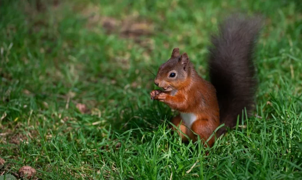 red squirrel sitting on the ground