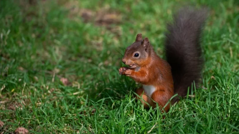 red squirrel sitting on the ground