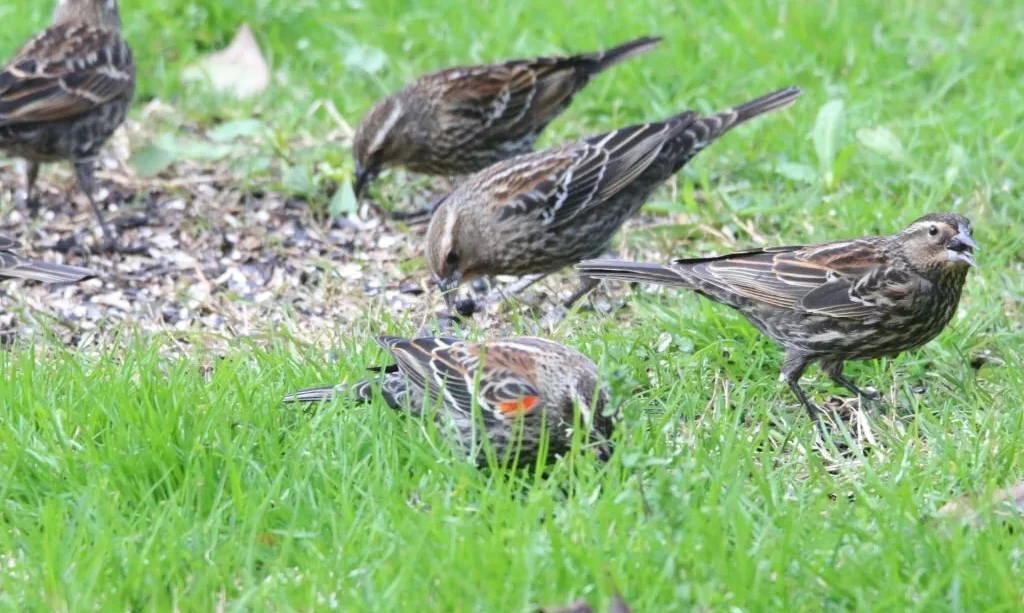 red-winged blackbirds eating seeds in a back yard