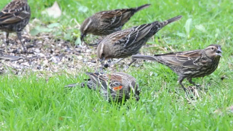 red-winged blackbirds eating seeds in a back yard