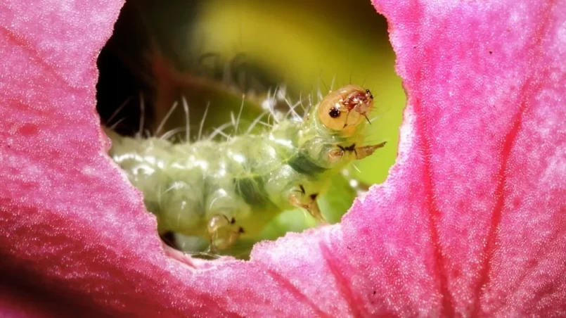 Sawfly larve (Cladius difformis) eating a geranium flower