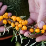 sea buckthorn berries being held in the hands