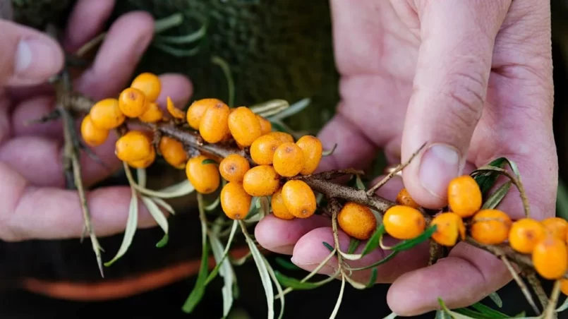 sea buckthorn berries being held in the hands