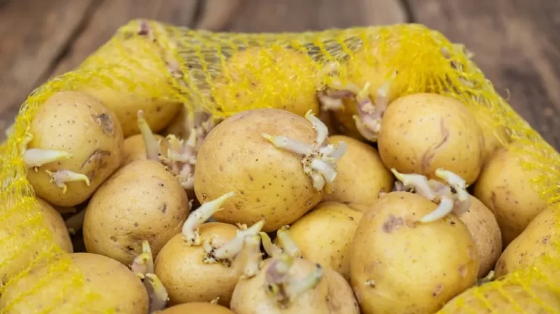 seedlings of potatoes with sprouts