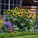 sunflowers in summer garden