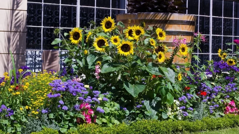sunflowers in summer garden