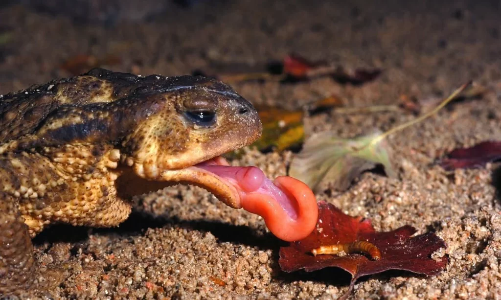 toad eating a worm