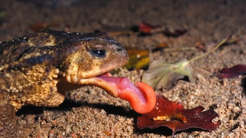 toad eating a worm