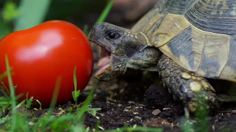 tortoise biting into a huge tomato