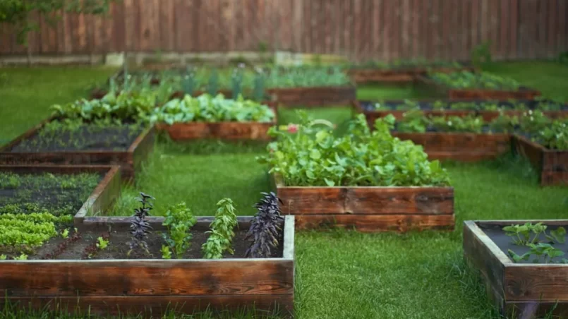 vegetable garden