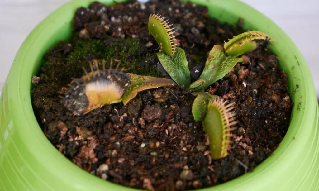 A carnivorous plant in a self-watering pot