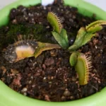 A carnivorous plant in a self-watering pot