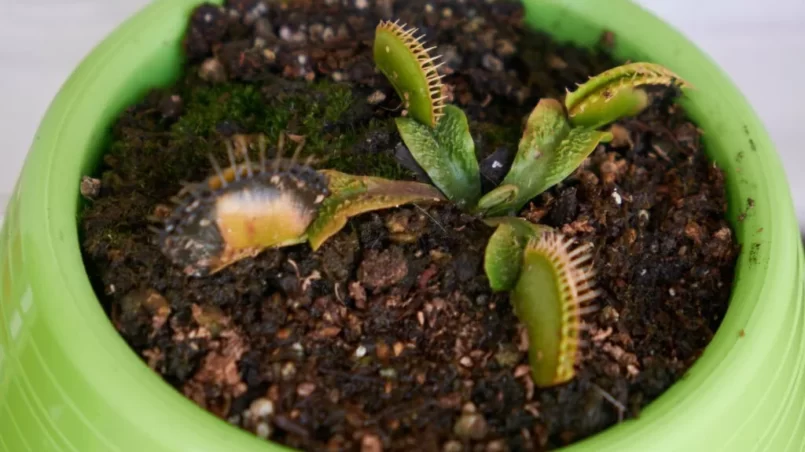 A carnivorous plant in a self-watering pot