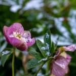 A light dusting of snow on a hellebore flower