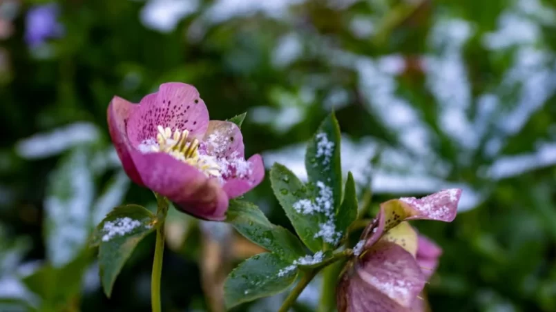 A light dusting of snow on a hellebore flower