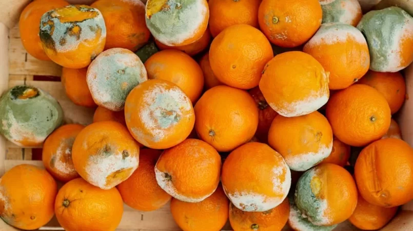 A rotting orange covered in mold