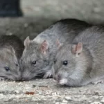 A small group of rats eating scraps of food in a park