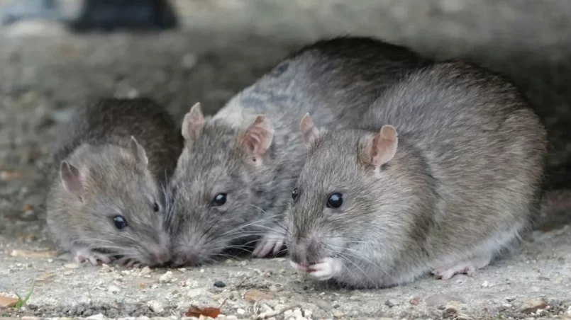 A small group of rats eating scraps of food in a park