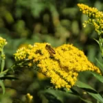 A sweet bee collects the pollen of a goldenrod