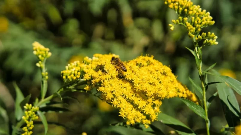 A sweet bee collects the pollen of a goldenrod