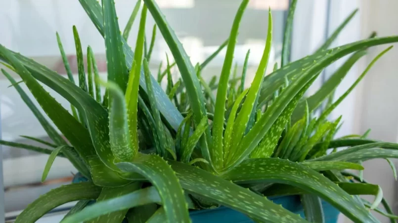 Aloe Vera plant