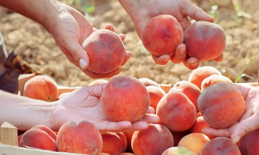 Apricots harvest