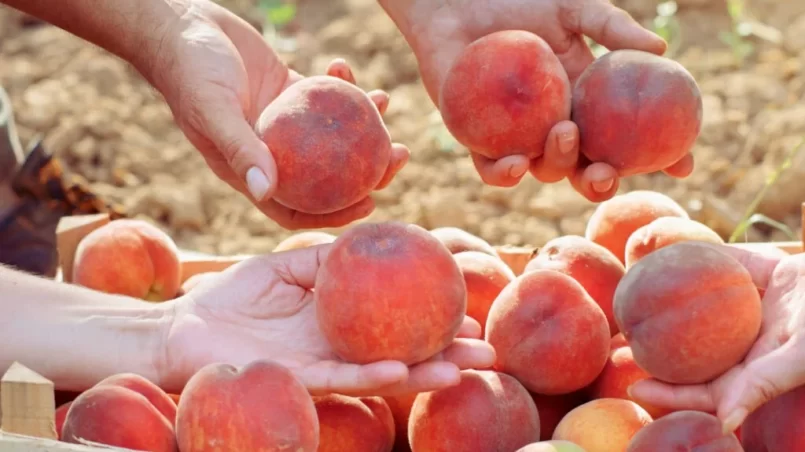 Apricots harvest