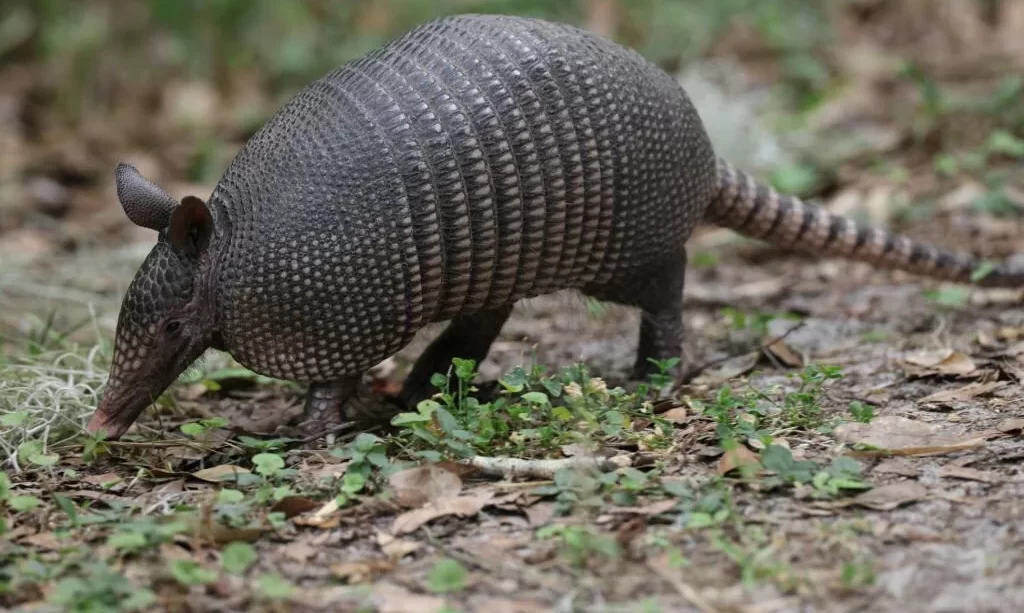 Armadillo walking