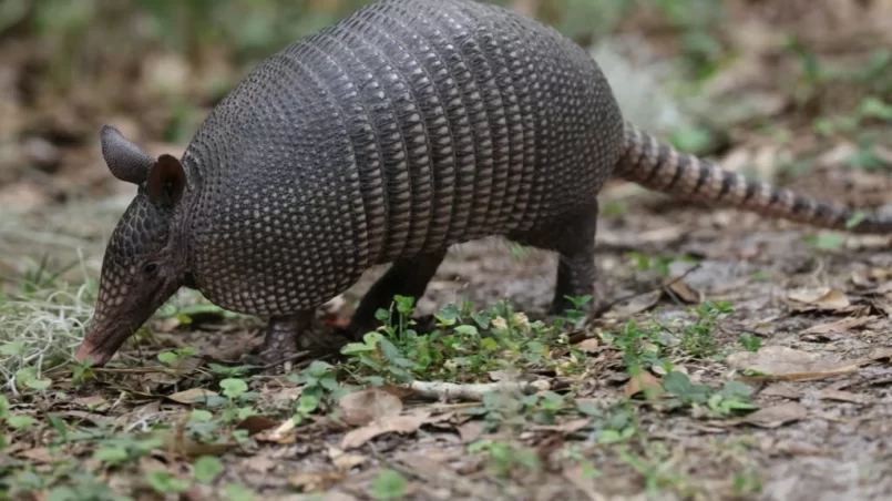 Armadillo walking