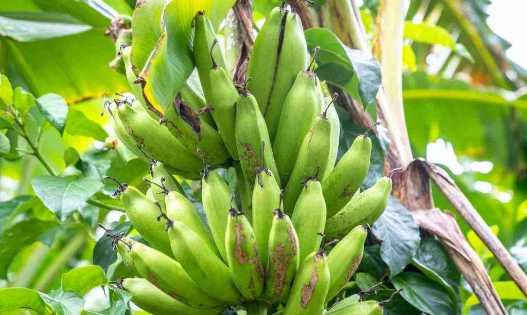 Banana tree with wild bananas