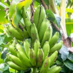 Banana tree with wild bananas
