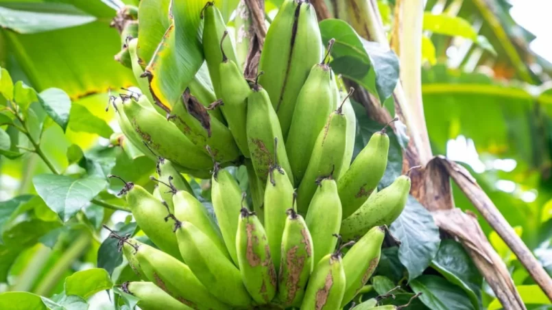 Banana tree with wild bananas