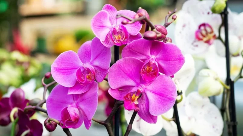 Beautiful purple orchid phalaenopsis flower