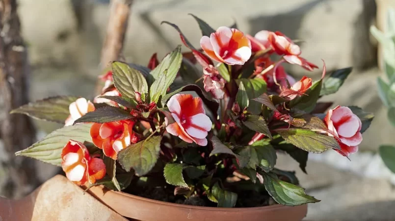 Begonia flower