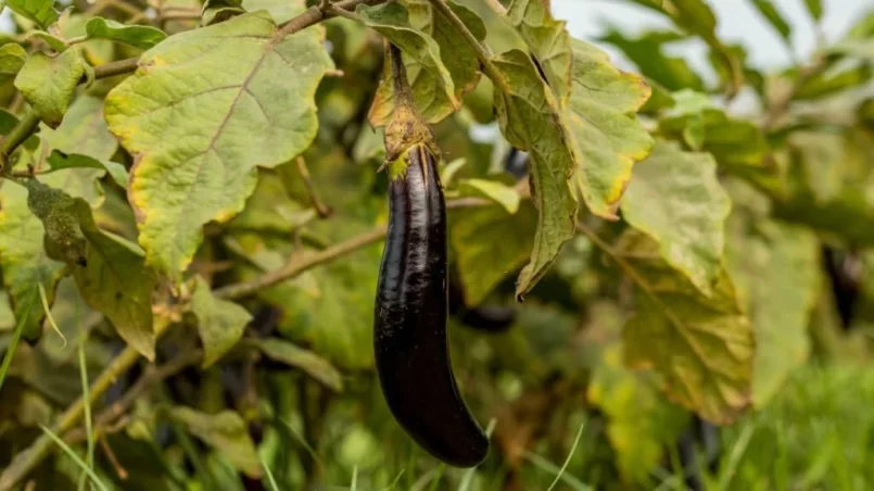 Black Beauty Eggplant