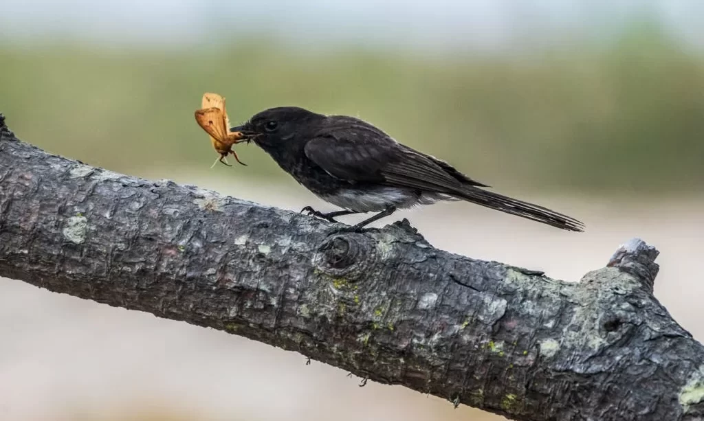 Black Phoebe with Captured Orange Butterfly