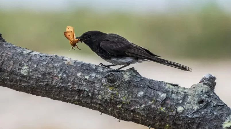 Black Phoebe with Captured Orange Butterfly