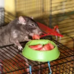 Black domestic rat eating watermelon