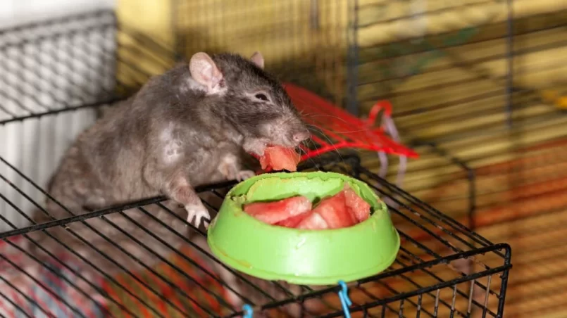 Black domestic rat eating watermelon