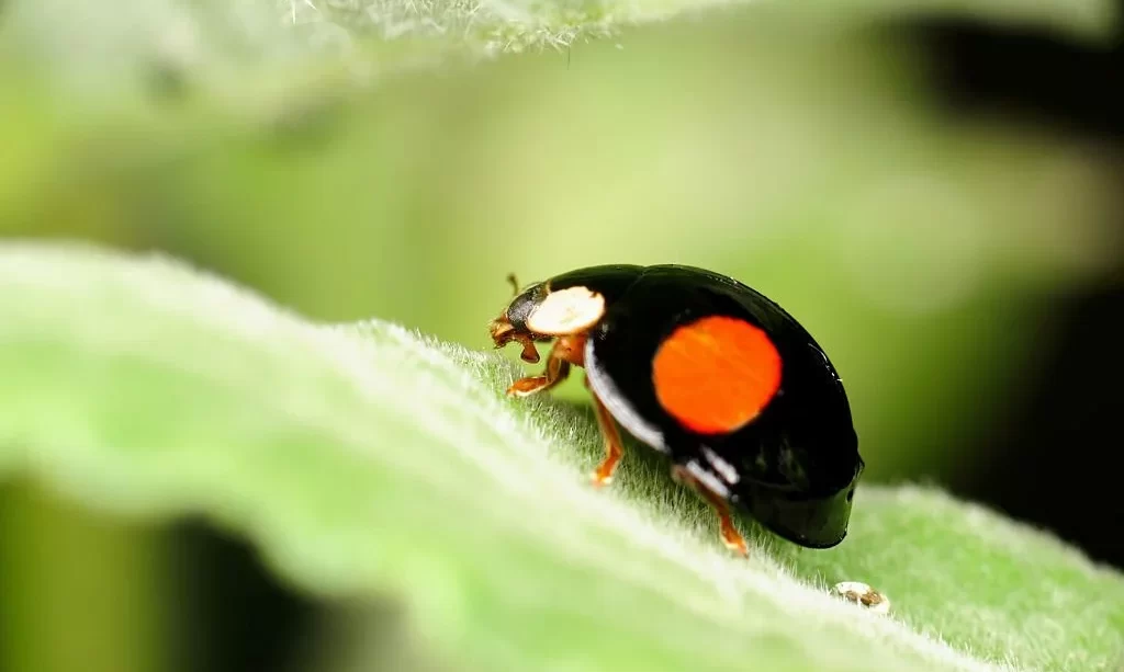 Black ladybug on leaf