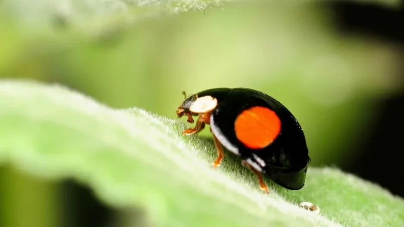 Black ladybug on leaf