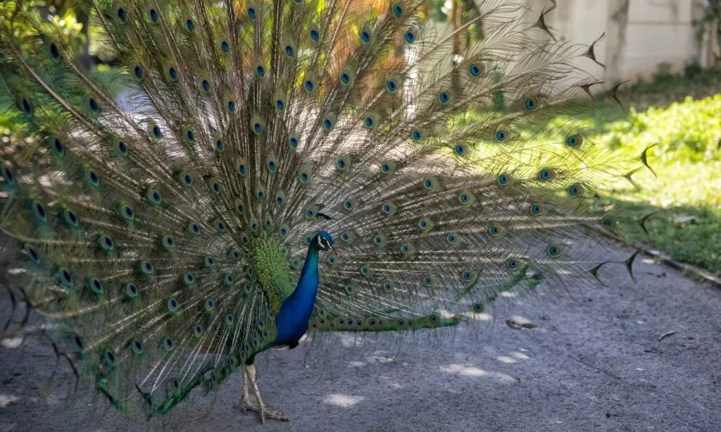 Blue Peacock in full display