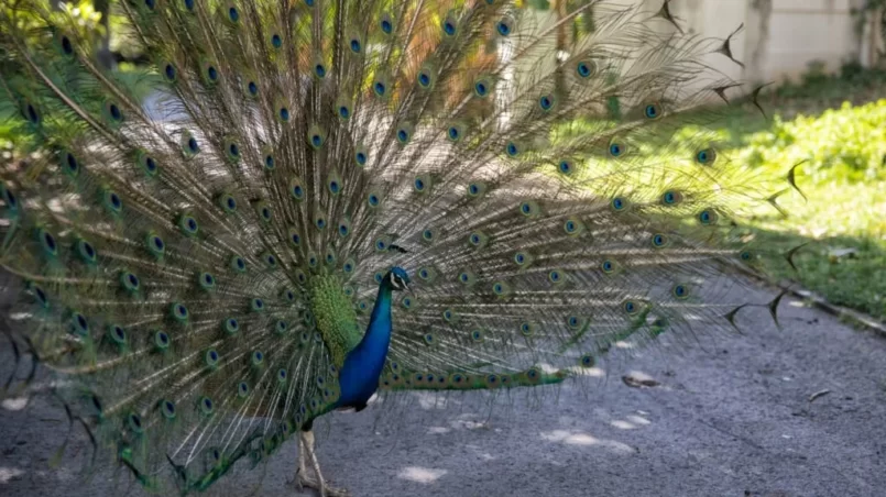 Blue Peacock in full display