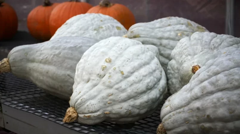 Blue hubbard squash and pumpkins sold in a farm