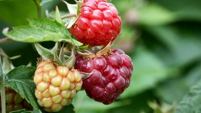 Branch of ripe raspberries in a garden