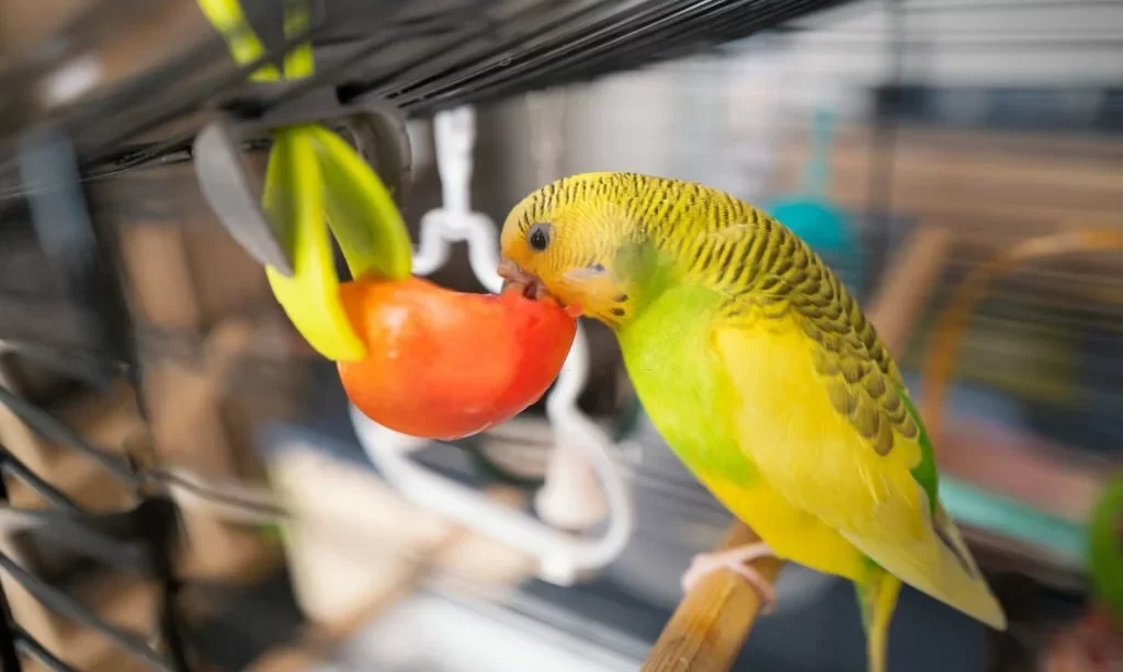 Budgerigar parakeet on her perch eating a cut tomato
